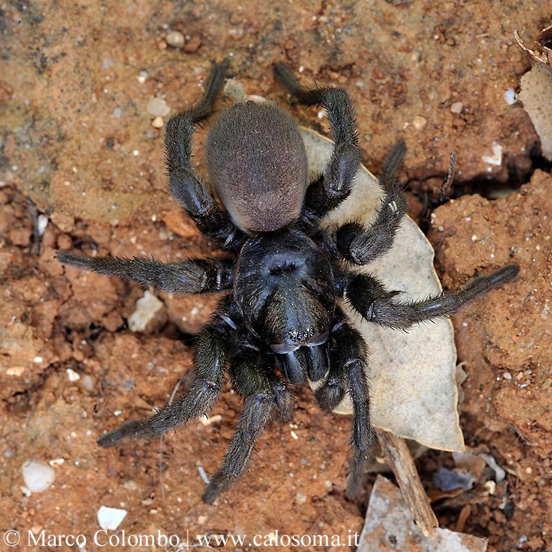 Amblyocarenum nuragicus, nuova specie di ragno botola